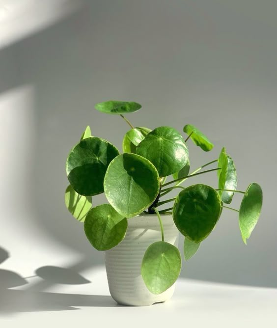 Our top 10 most beautiful houseplants