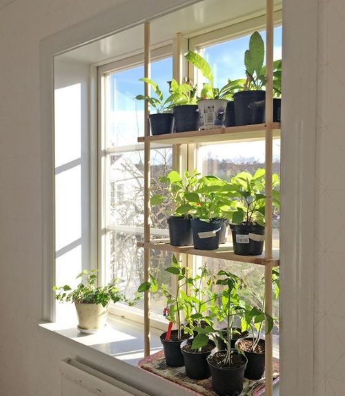 12 Most Dramatic Ways to Display Houseplants