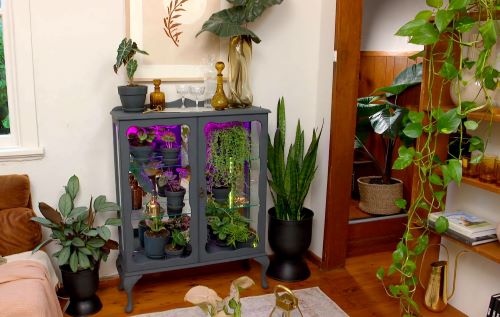 Indoor Plants Display